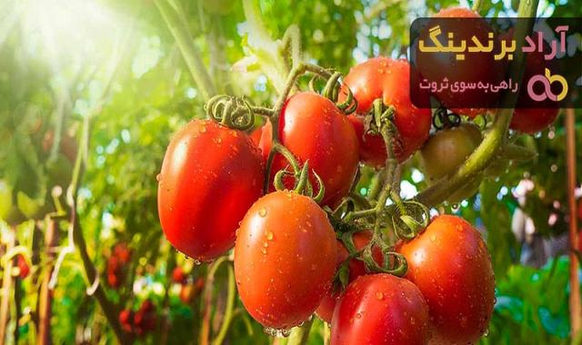 خرید و فروش انواع گوجه با بهترین کیفیت
