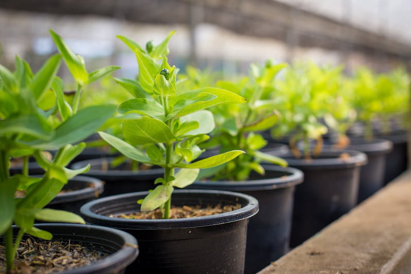 قیمت خرید گلدان پلاستیکی گلخانه ای + مشخصات، عمده ارزان