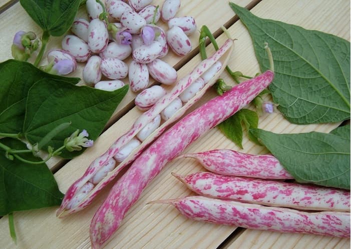 قیمت لوبیا چشم بلبلی ایرانی + پخش تولیدی عمده کارخانه