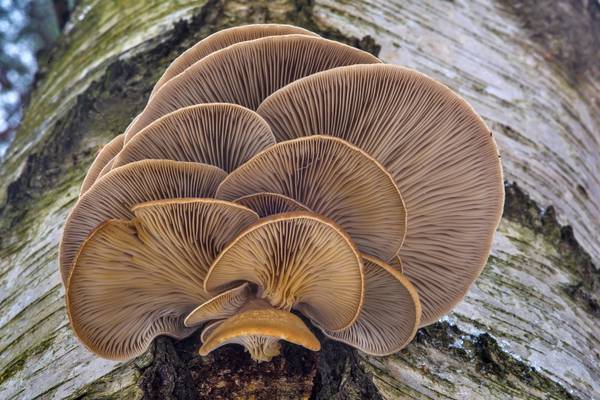 قارچ صدفی سوخاری + قیمت خرید، کاربرد، مصارف و خواص