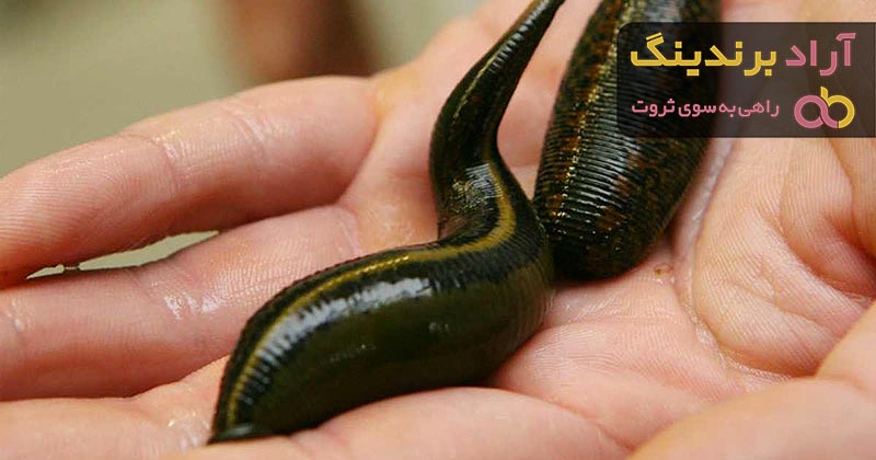 معرفی انواع زالوی زمینی  + قیمت خرید روز