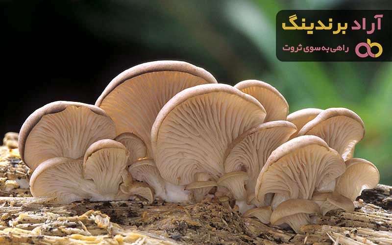 مناسب ترین قیمت قارچ صدفی کوهی در دی ۱۴۰۱