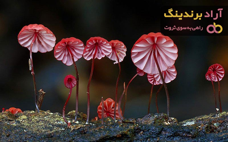 خرید و قیمت روز قارچ صدفی صورتی