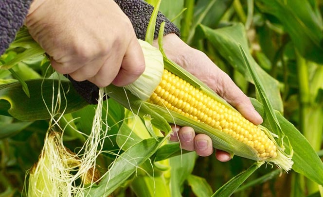 خرید ذرت علوفه ای بسته بندی دزفول + بهترین قیمت