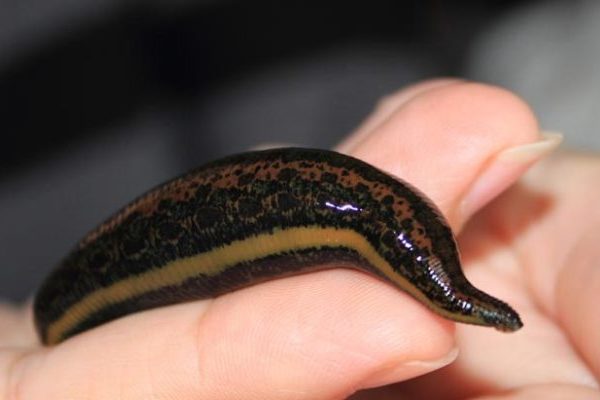 معرفی زالو پشت گوش + بهترین قیمت خرید