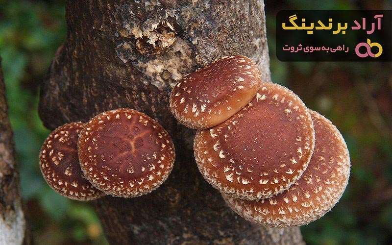 معرفی انواع قارچ کامبوجا + قیمت خرید روز