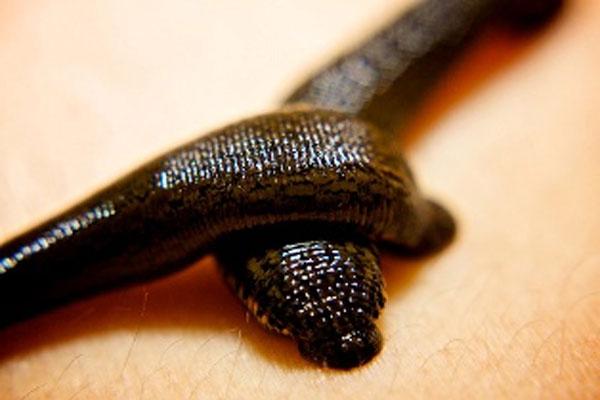 معرفی زالو آب شیرین + بهترین قیمت خرید