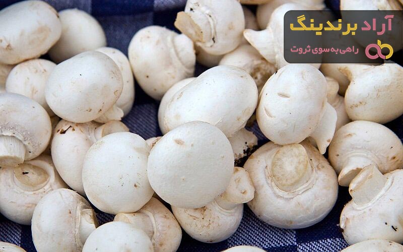 قارچ خوراکی جنگلی کوهی دکمه ای | قیمت مناسب خرید عالی