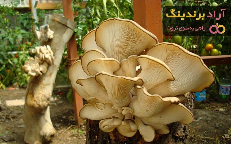 قیمت خرید قارچ صدفی پرورشی  + خواص، معایب و مزایا