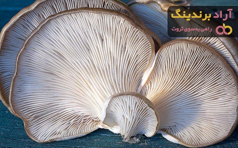 خرید قارچ صدفی و دکمه ای خوراکی + بهترین قیمت
