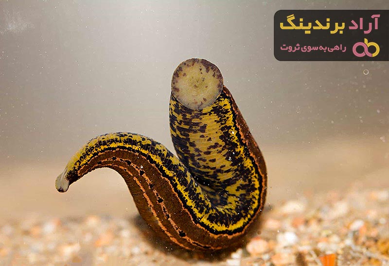 خرید جدیدترین انواع زالو طبی تهران