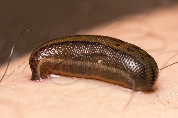 معرفی زالو طبی سبز + بهترین قیمت خرید