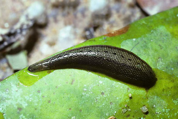 زالوی دریایی | فروشندگان قیمت مناسب زالوی دریایی