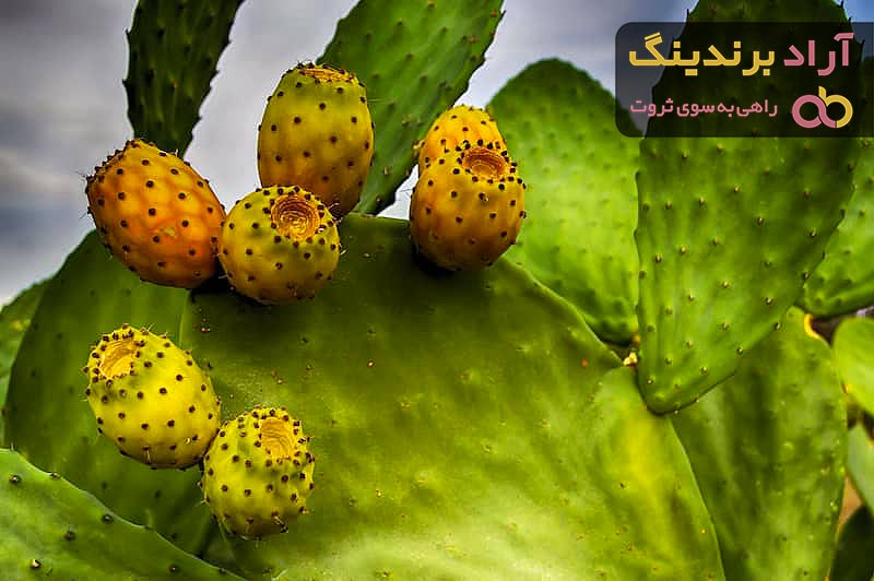 خرید کاکتوس میوه دار اپونتیا + قیمت عالی با کیفیت تضمینی