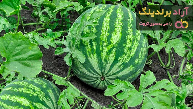 قیمت خرید هندوانه دیمی + فروش در تجارت و صادرات