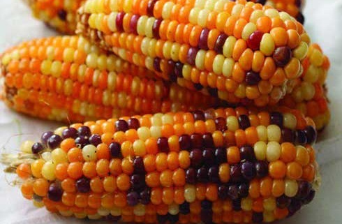 قیمت ذرت شیرین منجمد از تولید به مصرف