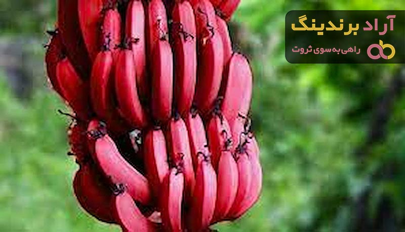 آشنایی با موز قرمز + قیمت استثنایی خرید موز قرمز