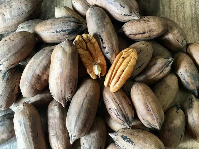 گردو پکان تازه | قیمت خرید عمده و جزئی