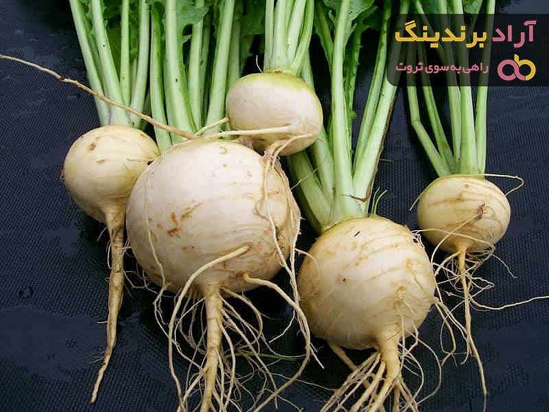 چغندر سفید در بارداری + قیمت خرید