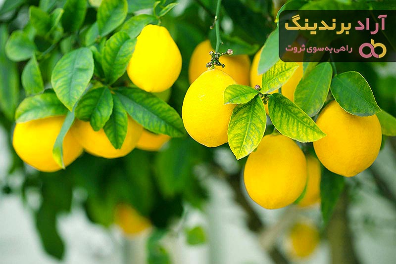 معرفی بهترین مقصد ها برای صادرات مرکبات + فیلم