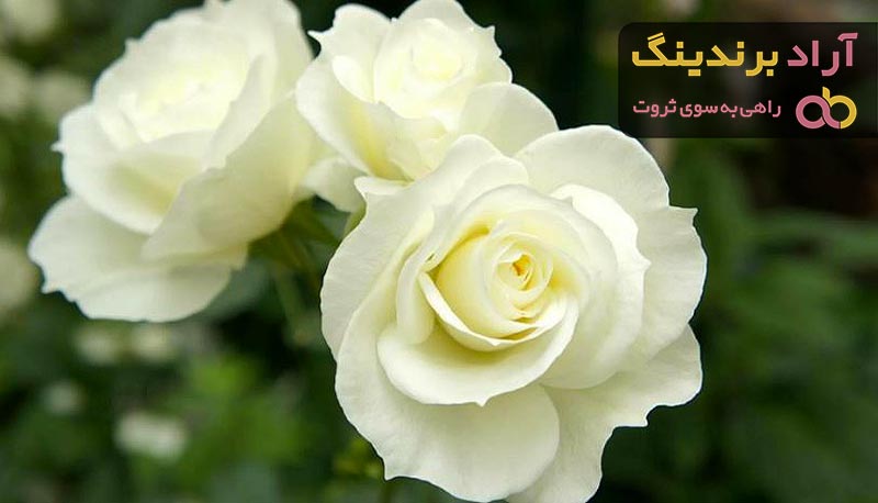 خرید و قیمت گل رز هلندی سفید زیبا