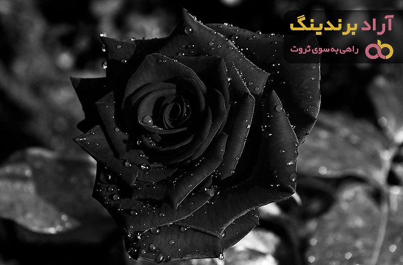 عکس گل رز مشکی طبیعی | خرید با قیمت ارزان