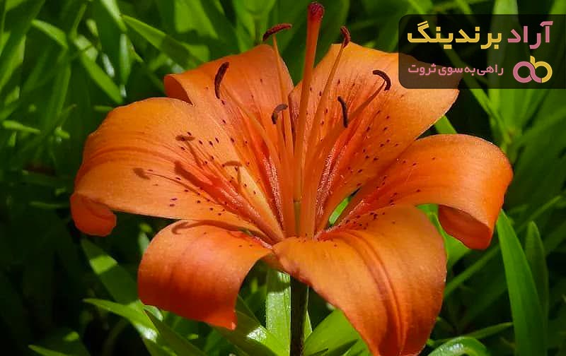 قیمت گل لیلیوم نارنجی از تولید به مصرف