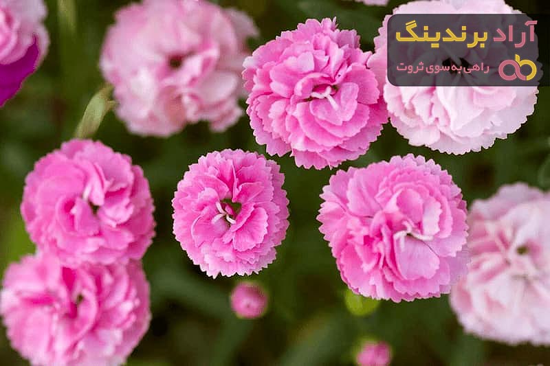 خرید بهترین انواع گل میخک با قیمت ارزان