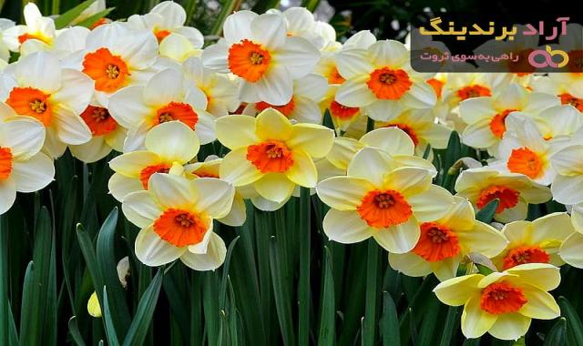 خرید و قیمت روز گل نرگس زیبا