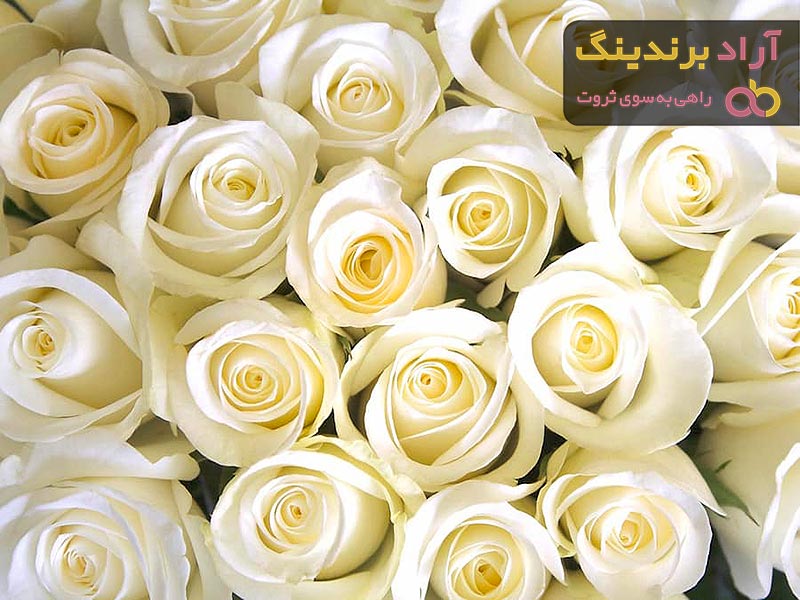خرید و قیمت گل رز سفید مصنوعی