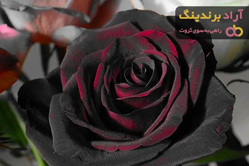 قیمت خرید گل رز مشکی قرمز + مشخصات، عمده ارزان