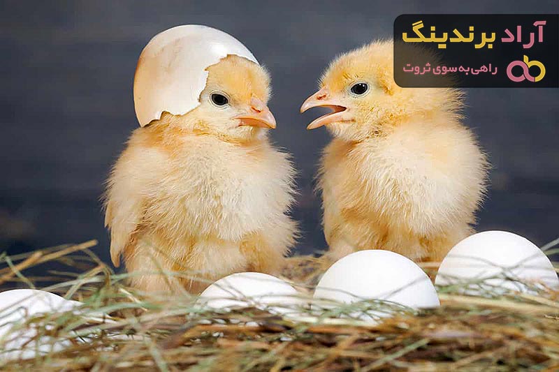 خرید و قیمت انواع جوجه یک روزه