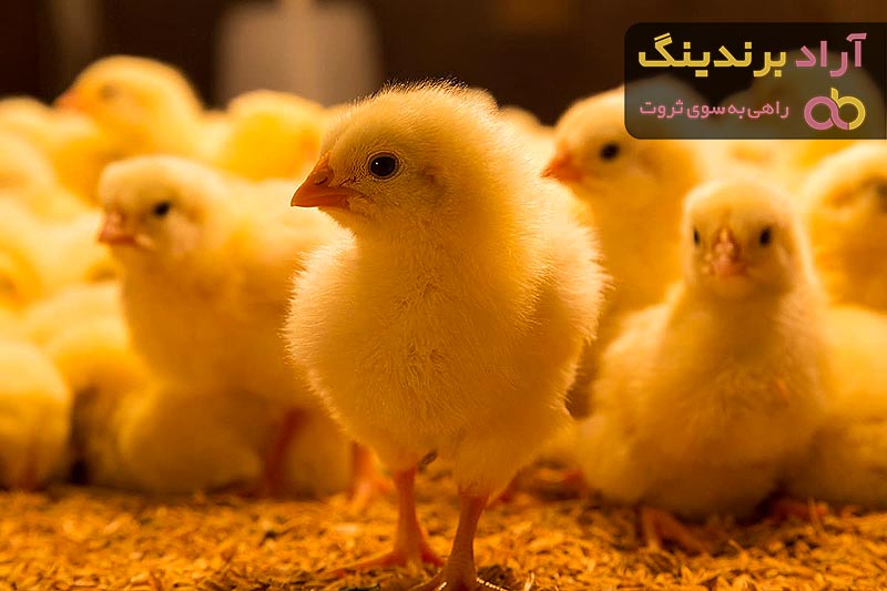 جوجه یک روزه شیراز شهرکرد لاهیجان