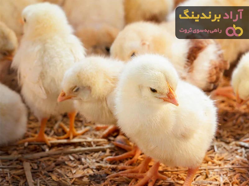 خرید و قیمت روز جوجه یک روزه گلپایگان