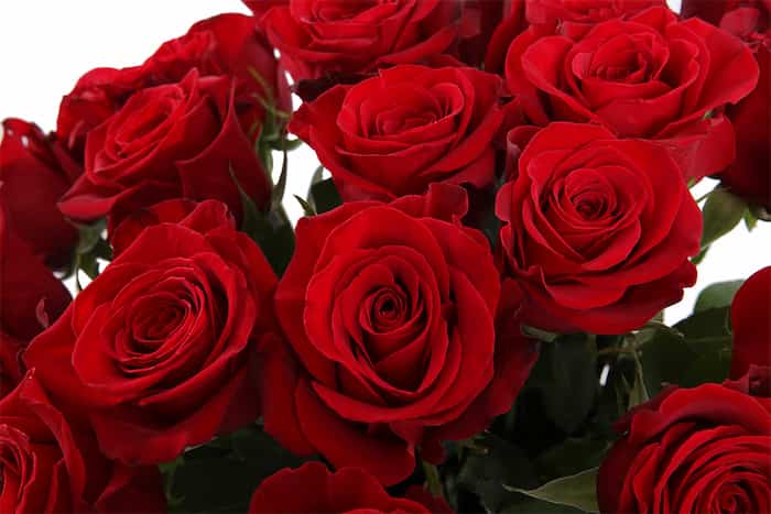 خرید جدیدترین انواع رز هلندی باغچه ای