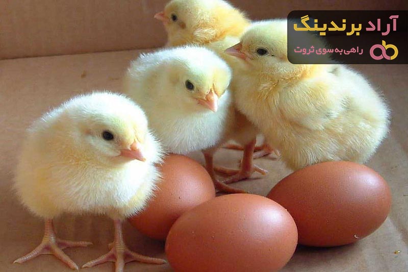 خرید و قیمت روز جوجه یک روزه مرغ عشق