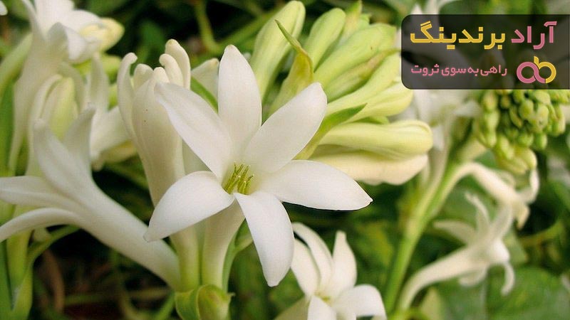 راهنمای خرید گل مریم زرد + قیمت عالی