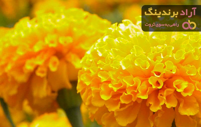 خرید جدیدترین انواع گل همیشه بهار زینتی