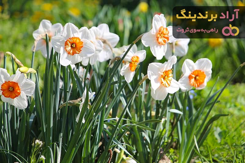 گل نرگس طبیعی گلخانه ای کوهی