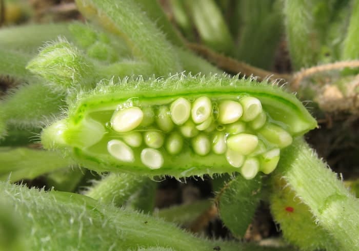 بذر کنجد | خرید انواع بذر کنجد در کیفیت ‌های مختلف