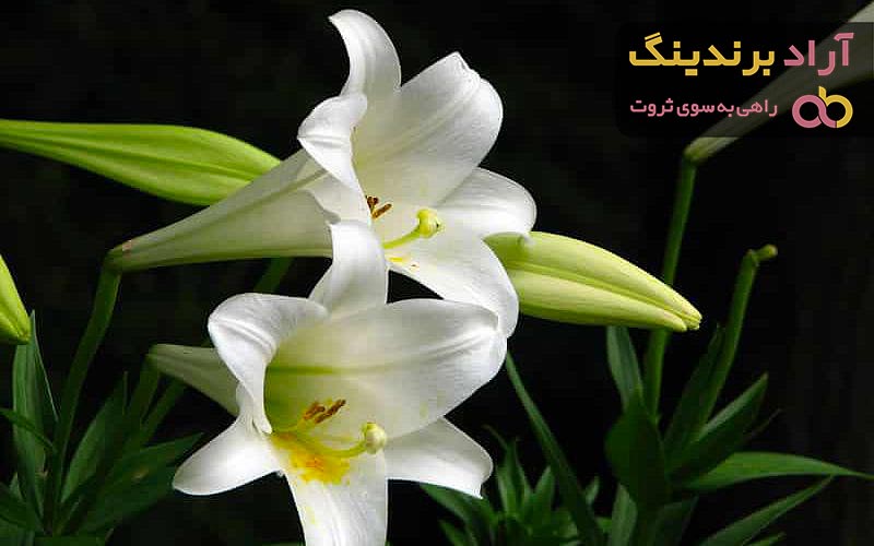 بهترین قیمت خرید گل لیلیوم قرمز