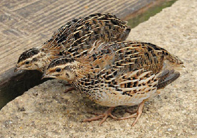 قیمت خرید بلدرچین وحشی + فروش در تجارت و صادرات