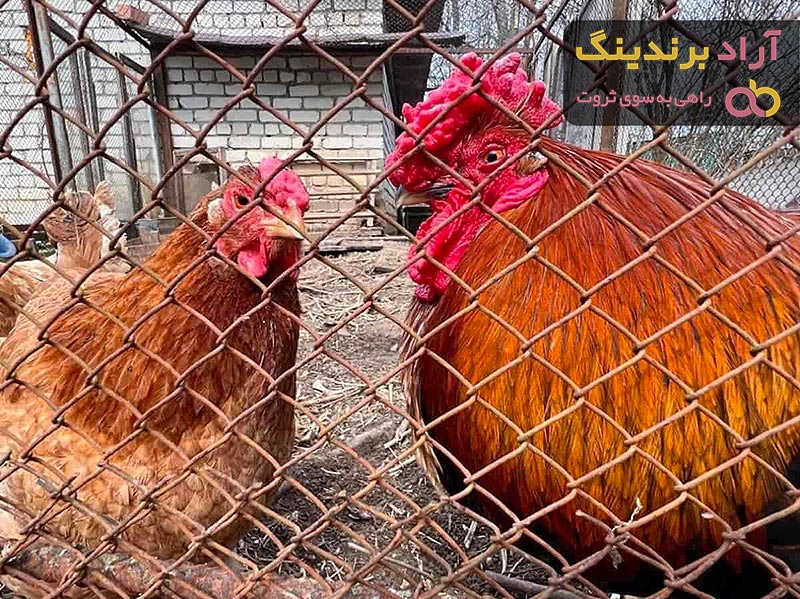 بهترین توری مرغ پلاستیکی + قیمت خرید عالی