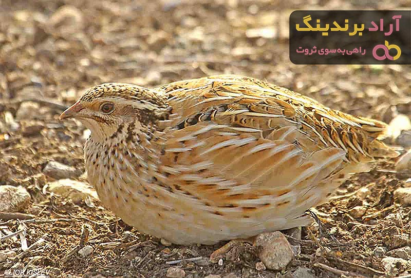 خرید بلدرچین مینیاتوری با قیمت استثنایی