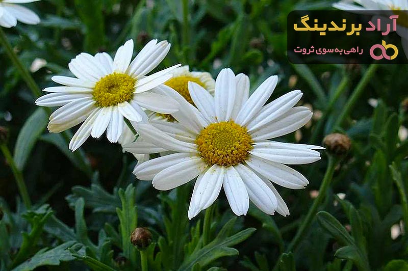 گل بابونه زرد رنگ + قیمت خرید، کاربرد، مصارف و خواص