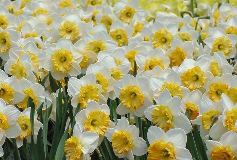 لیست قیمت گل نرگس هلندی ۱۴۰۱