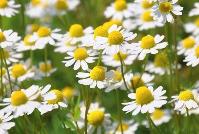 قیمت خرید گل بابونه زرد وحشی در اصفهان، شیراز، مشهد و تهران