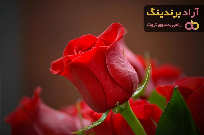 قیمت خرید گل رز قرمز طبیعی  در تهران تبریز همدان اصفهان