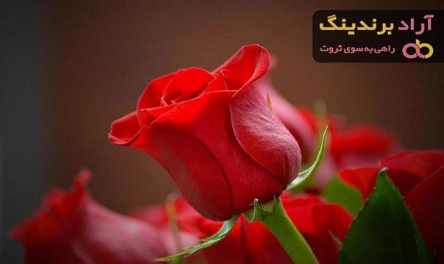 قیمت خرید گل رز قرمز طبیعی  در تهران تبریز همدان اصفهان