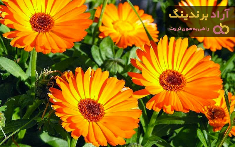 خرید و قیمت انواع گل همیشه بهار کوهی